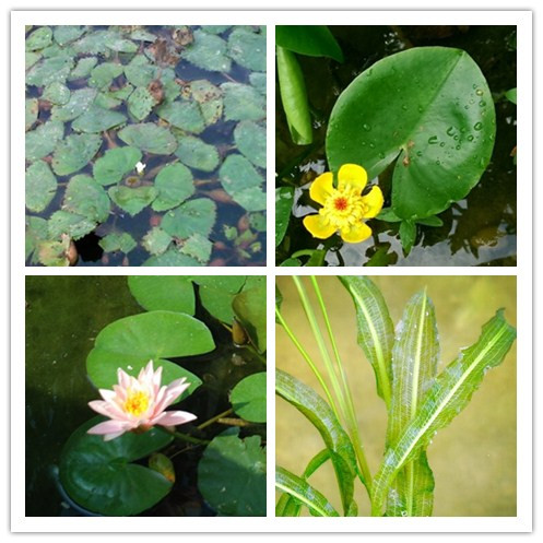 �����ʺ���ֲ����ˮ�ʵ�ˮ��ֲ��