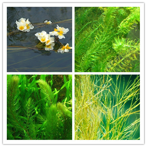 �����ʺ���ֲ����ˮ�ʵ�ˮ��ֲ��