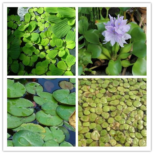 �����ʺ���ֲ����ˮ�ʵ�ˮ��ֲ��