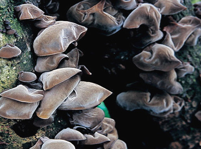 ��ľ������ֲ���� ��ľ�������ֲ��