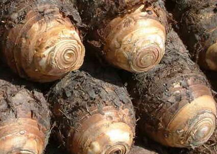 ��ͷ����ֲ�����͹�Ч����