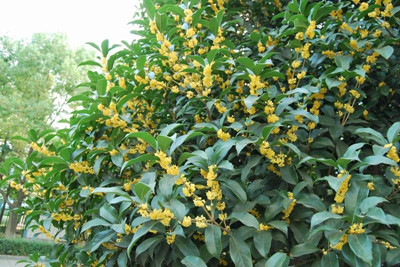 �����ֲ������������ֲ����