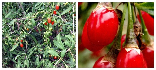 塞上江南的宁夏可以种植哪些水果呢