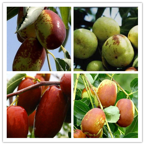 塞上江南的宁夏可以种植哪些水果呢