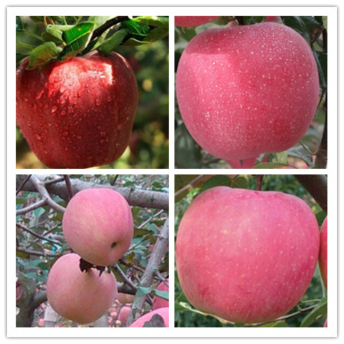 塞上江南的宁夏可以种植哪些水果呢