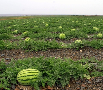 塞上江南的宁夏可以种植哪些水果呢