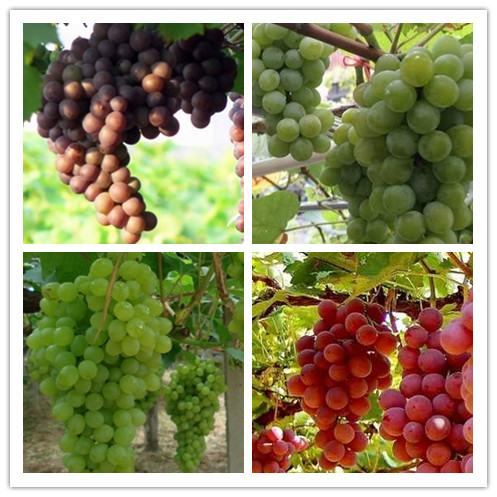 塞上江南的宁夏可以种植哪些水果呢