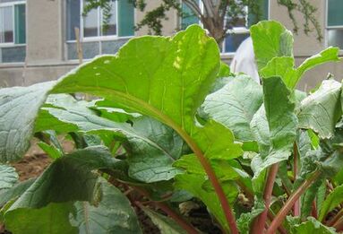 ��ֲũ����ʱ���