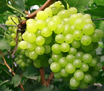 ������ɫ��ҵ���ѵ���ֲ��������Щ