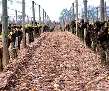 ������ɫ��ҵ���ѵ���ֲ��������Щ