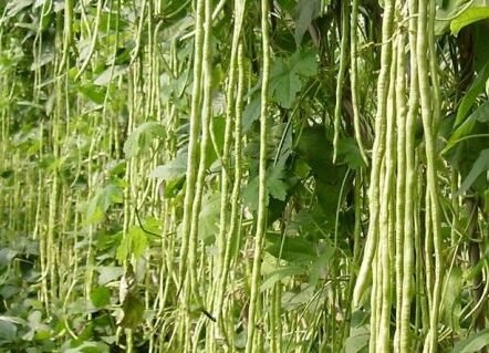 长豆角种植技术、长豆角种植时间