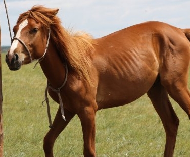 青海农村地区适合养殖羊、牛、猪、马、牦牛等牲畜