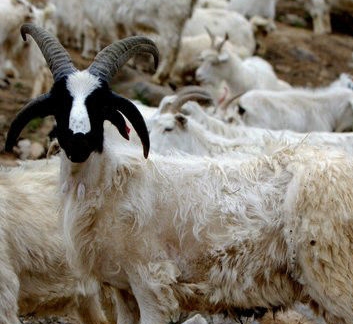 青海农村地区适合养殖羊、牛、猪、马、牦牛等牲畜