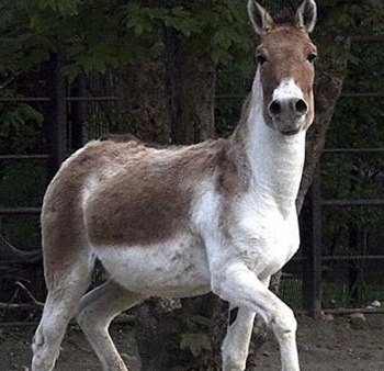 青海农村地区适合养殖羊、牛、猪、马、牦牛等牲畜