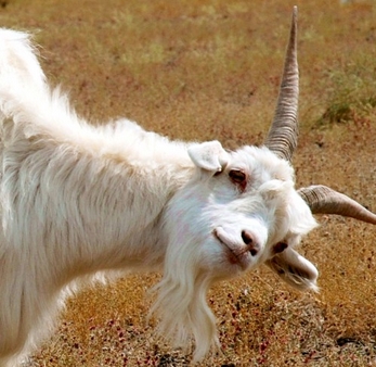 青海农村地区适合养殖羊、牛、猪、马、牦牛等牲畜