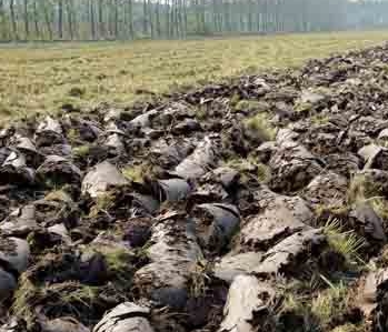 东北稻区翻耕直播稻田 除草