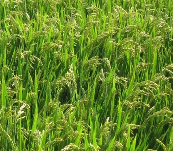 ���Ϻ͹���ֱ��½���ﻯѧ���ݼ���