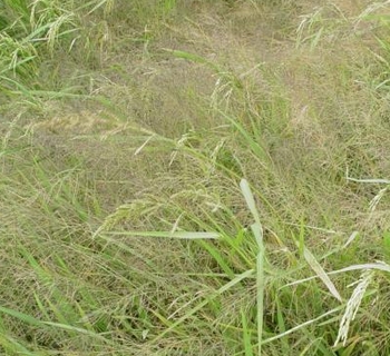 ���ϵ���ֱ���ﻯѧ����