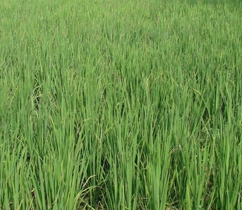 东北稻区抛秧稻田化学除草