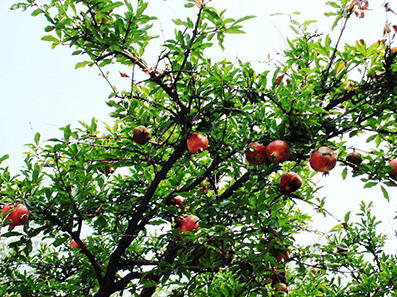 ʯ����ֲ���� ʯ������ֲ����