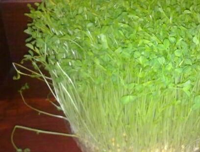 豌豆苗的种植方法、豌豆苗的营养价值