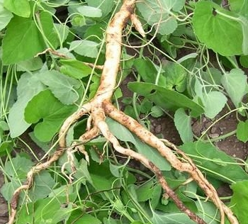 �����ʺ���ֲ��Щ��ҩ��