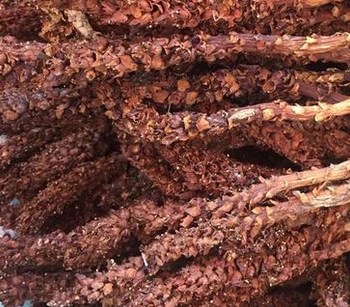 �����ʺ���ֲ��Щ��ҩ��