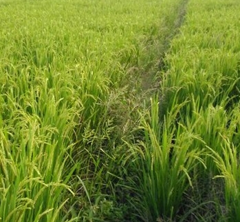 ���ֱ���������