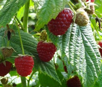 吉林适合种植什么果树