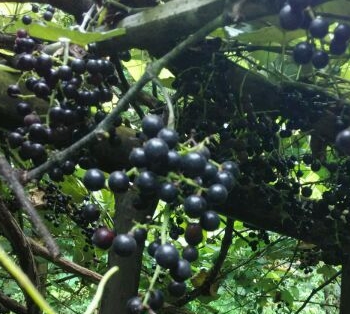 吉林适合种植什么果树