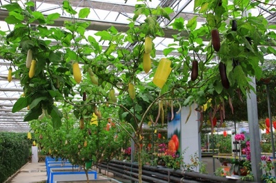 ũҵ�߲���ֲ԰����