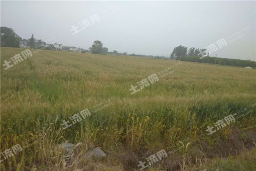 芋头发芽可以吃吗?芋头种植方法是怎样的?