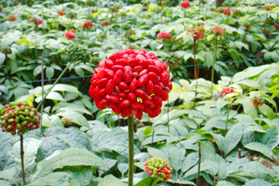 三七种植视频 三七的种植条件和技术