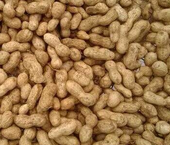 �������ڹ���