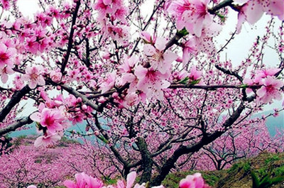 如何种植桃树?哪些地区适合种植桃树?