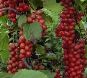 �����ʺ���ֲ��Щ��ҩ��