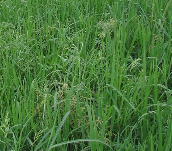 �㶫�������������ֹ������ﻯѧ����