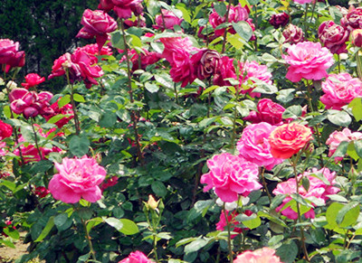 �¼�������ֲ�������ֲ���Χ