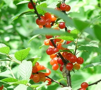 �������������������ֺ��ҡ����ӡ�ӣ����