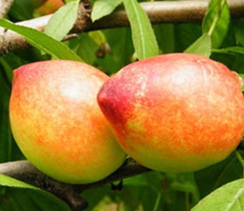 �������������������ֺ��ҡ����ӡ�ӣ����