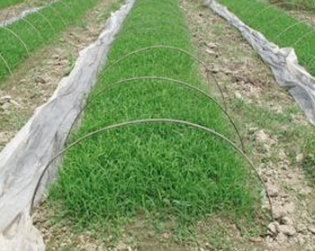 旱育秧田化学除草技术