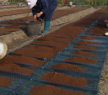 旱育秧田化学除草技术