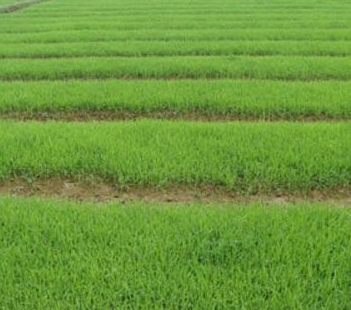 旱育秧田化学除草技术