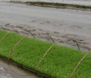 湿润育秧田化学除草技术