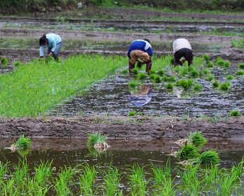 手工插秧田化学除草技术