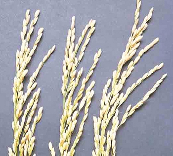 �������ʺ���ֲ�ĸ�Ʒ�ֵ�ˮ��