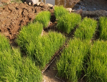 ���������ֹ�������ѧ���ݼ���