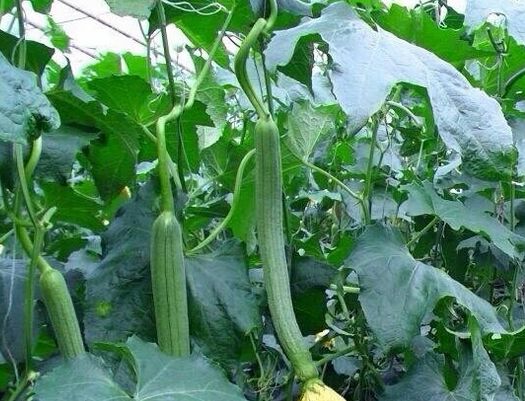 ˿�����ļ������𣿴���˿����ֲ����Ҫ�����