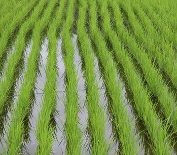 �����С����λ�е�������ﻯѧ���ݼ���