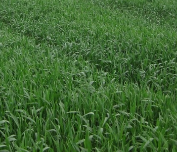 ����������е�������ﻯѧ���ݼ���